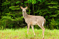 Western White Tailed Deer