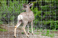 Mule Deer....Banff/Jasper Hightway