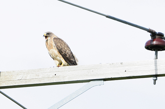 Swainson's Hawk...Perched and Flight shots