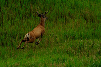 Mule Deer Saskatchewan 1