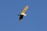 Great Egret: Flight & Roosting
