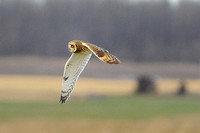 Short Eared Owl: Hunting/Flight #3