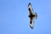 Rufous Morph Rough-Legged Hawk