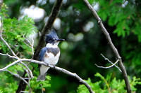 Belted Kingfisher: Display 2