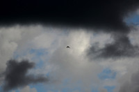 American Kestrel: Flight Shots