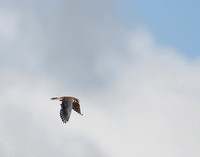 American Kestrel: hovering & flight