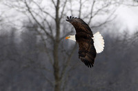 Bald Eagle: Hunting & Flight