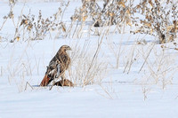 Winter Redtail: Groundhog Kill