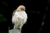 Juvenile Red Tailed Hawk...south of White River