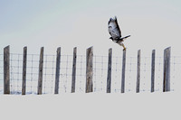 Juvenile RedTail Lockerby: Flight Shots 2