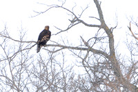 Golden Eagle Adult: flight & hunting