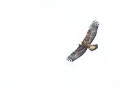 Golden Eagle Adult: Hunting & Flight  1