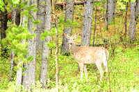 Western White Tailed Deer 3