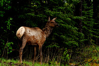 Foothills Elk