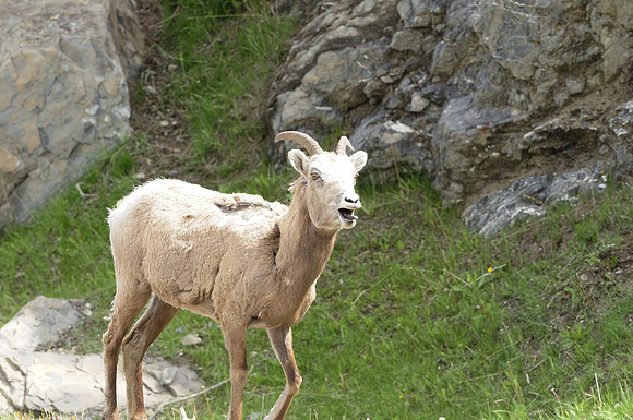 Bighorn Ewes & Lambs